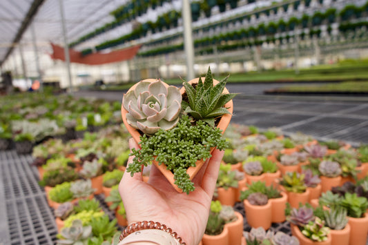 The History of Succulents