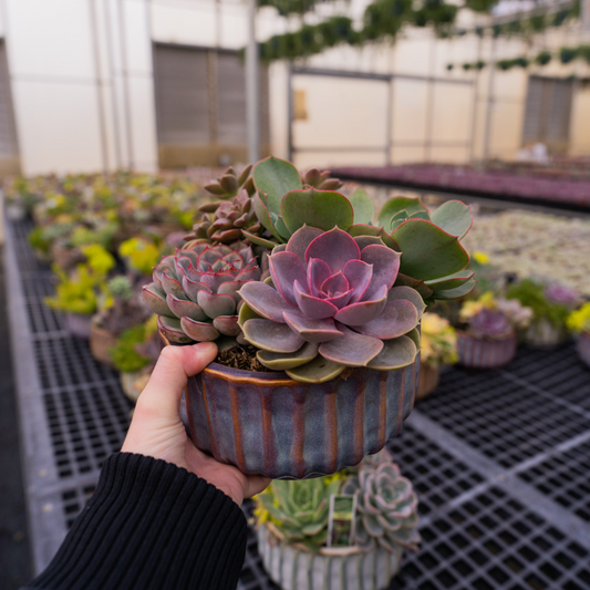 Succulent 101: A Beginner's Guide