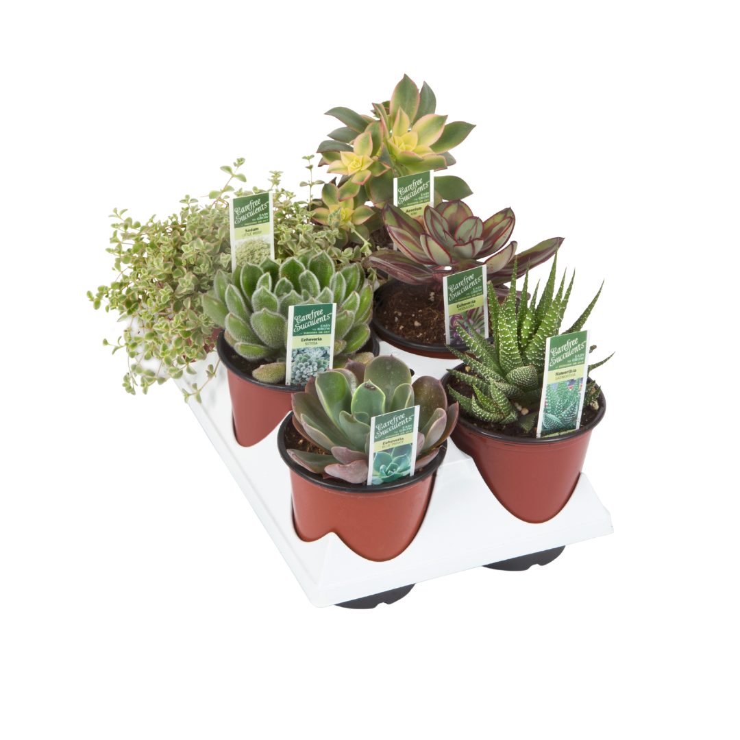 3 inch succulent plants 6 Pack