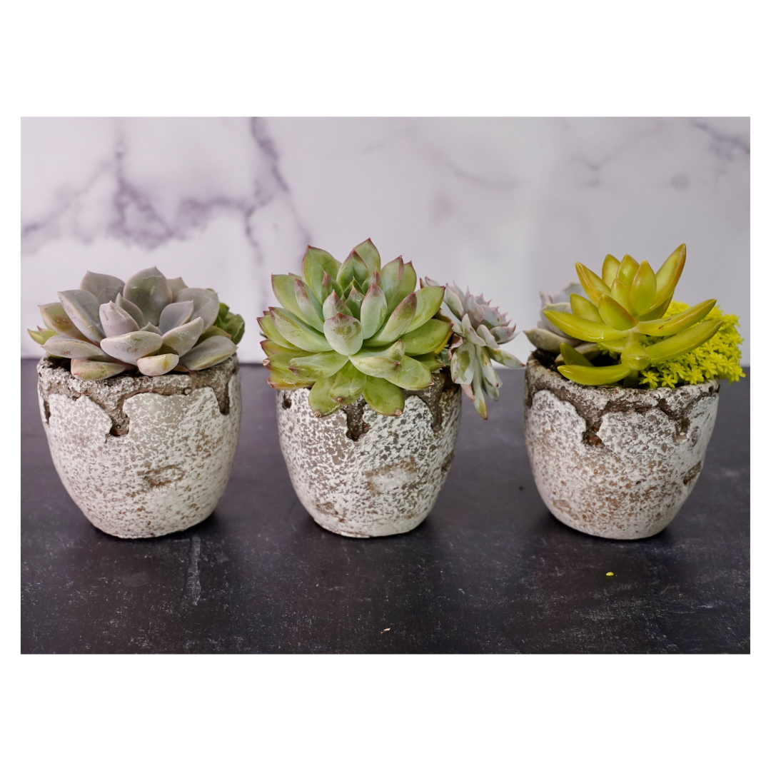 Cement Distressed 3-inch 3 pack
