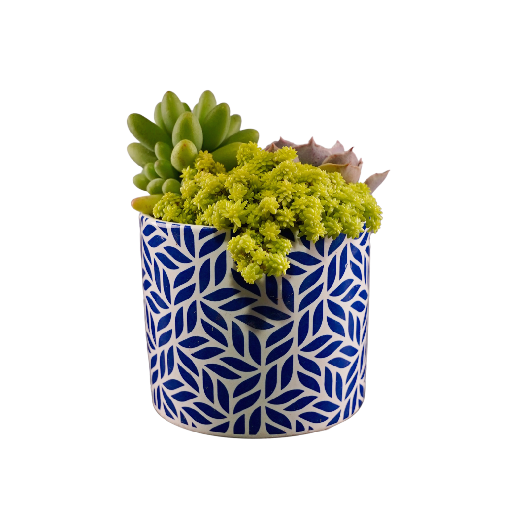 Blue Tile Round & Square 6 pack