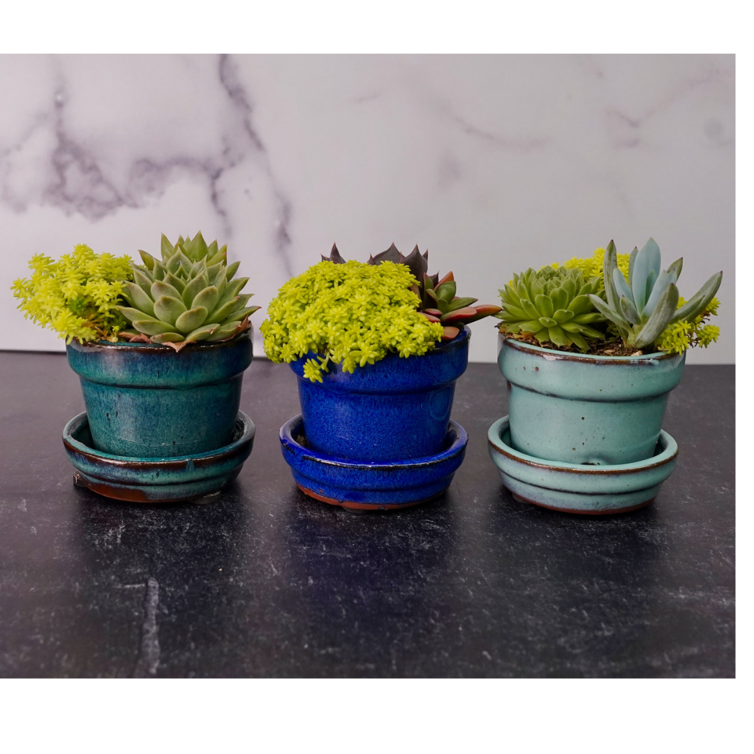 Floral Pot 3-inch, 3-pack