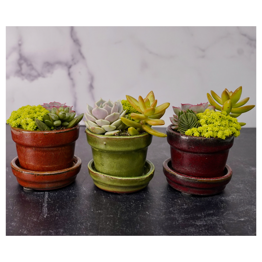 Floral Pot 3-inch, 3-pack
