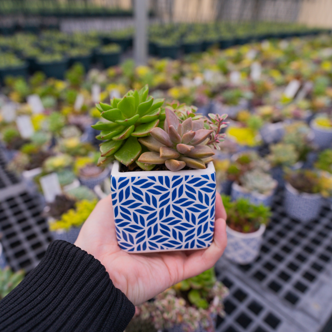 Blue Tile Round & Square 6 pack