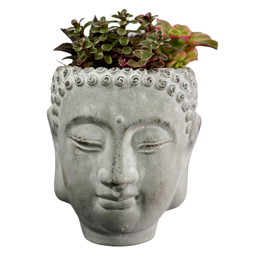 Buddha Head