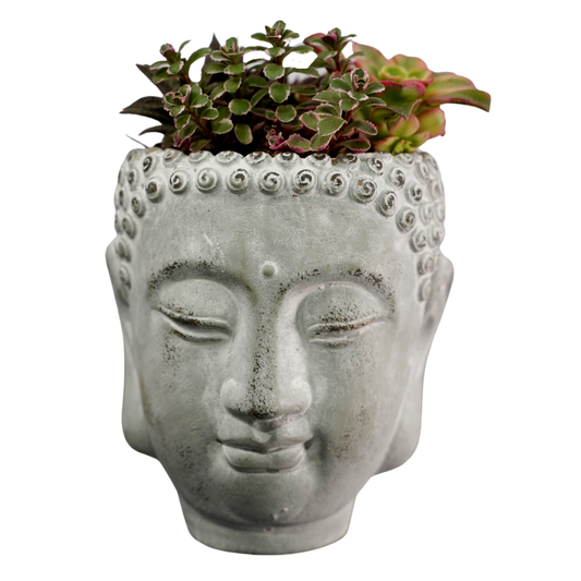 Buddha Head