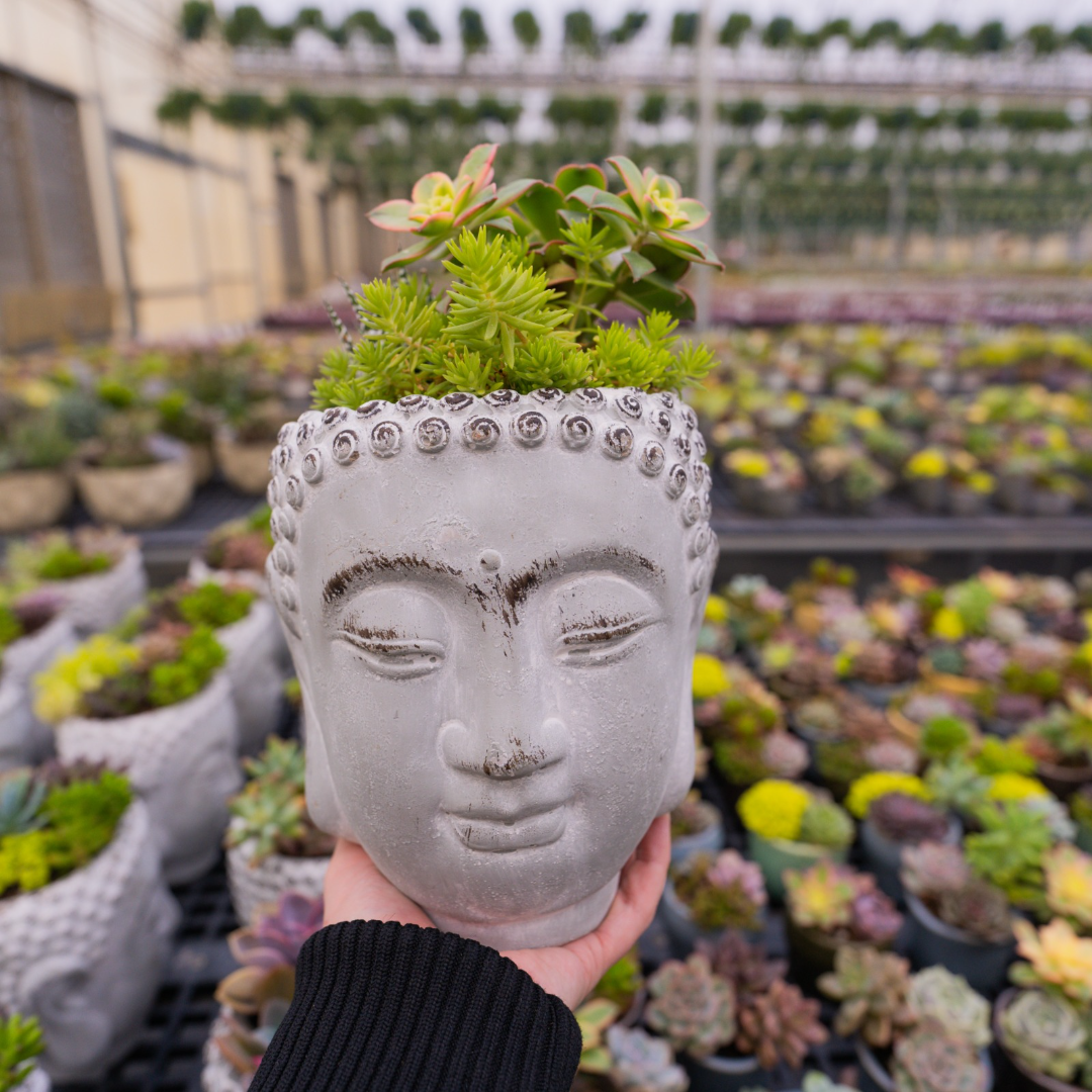 Buddha Head