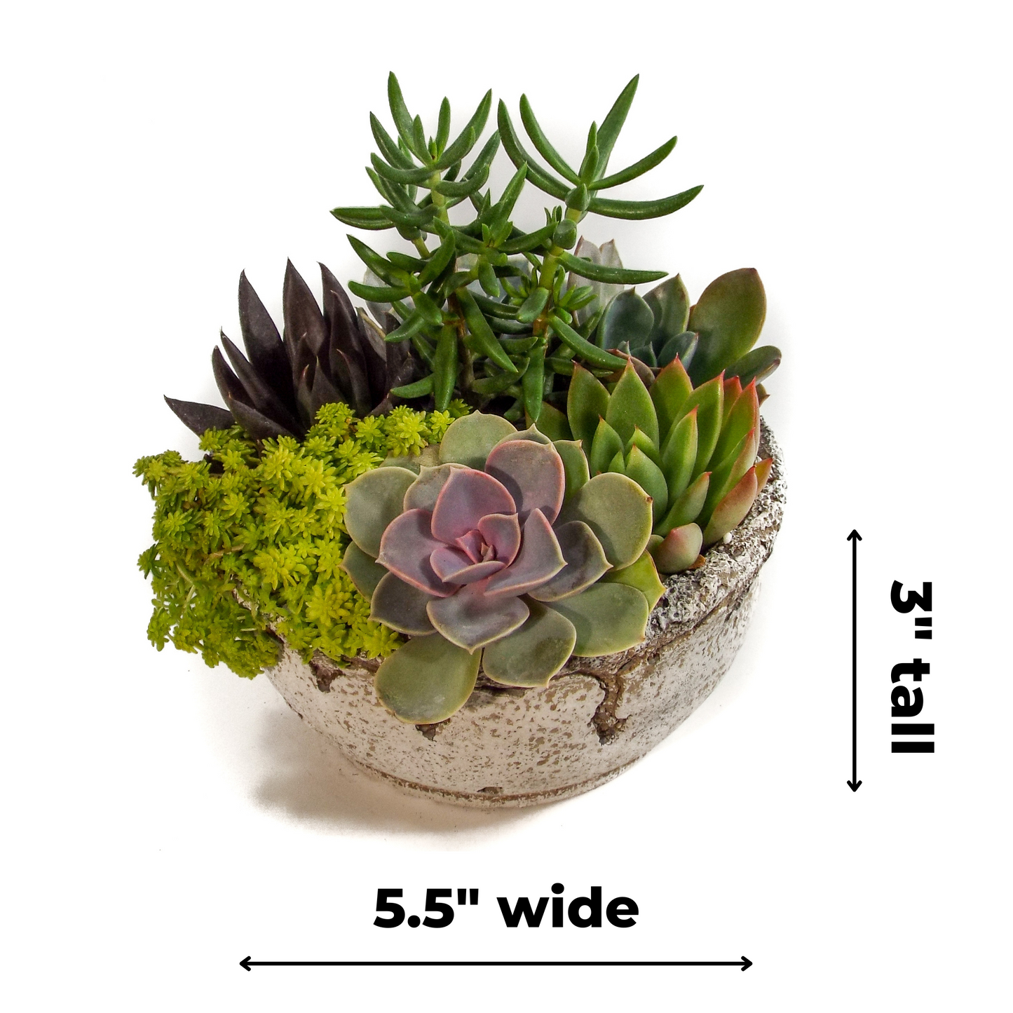 Cement Distressed Bowl 5 inch