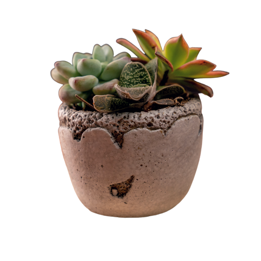 Cement Distressed 3-inch 3 pack