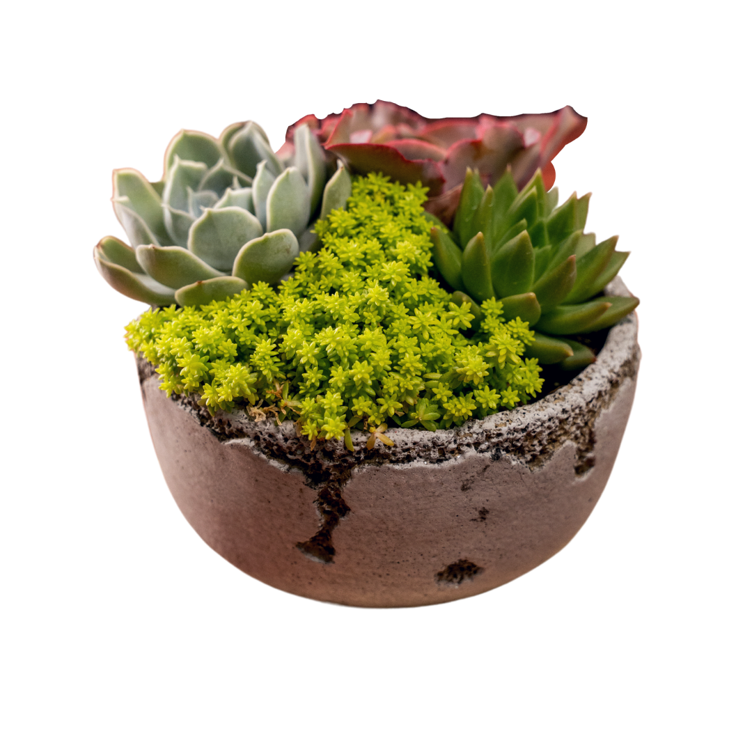 Cement Distressed Bowl 5 inch