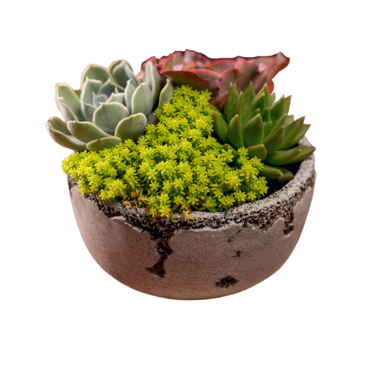 Cement Distressed Bowl 5 inch