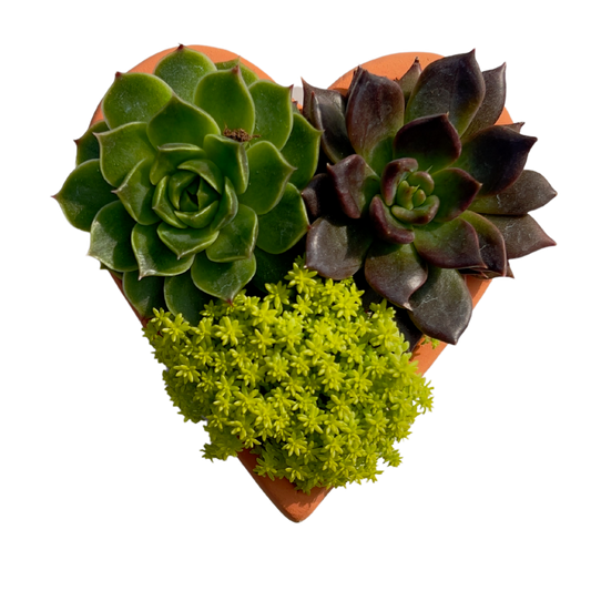 Heart Planter