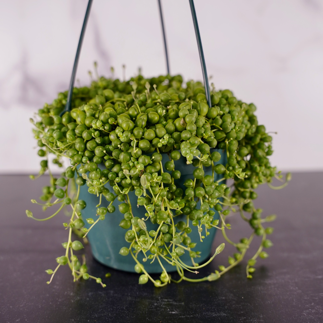 String of Pearls Hanging Basket - 6 inch