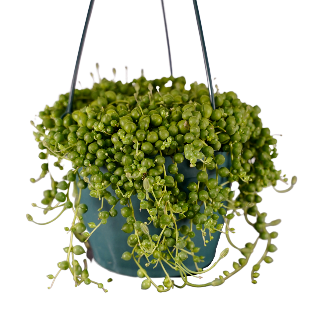 String of Pearls Hanging Basket - 6 inch