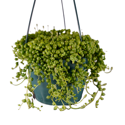 String of Pearls Hanging Basket - 6 inch