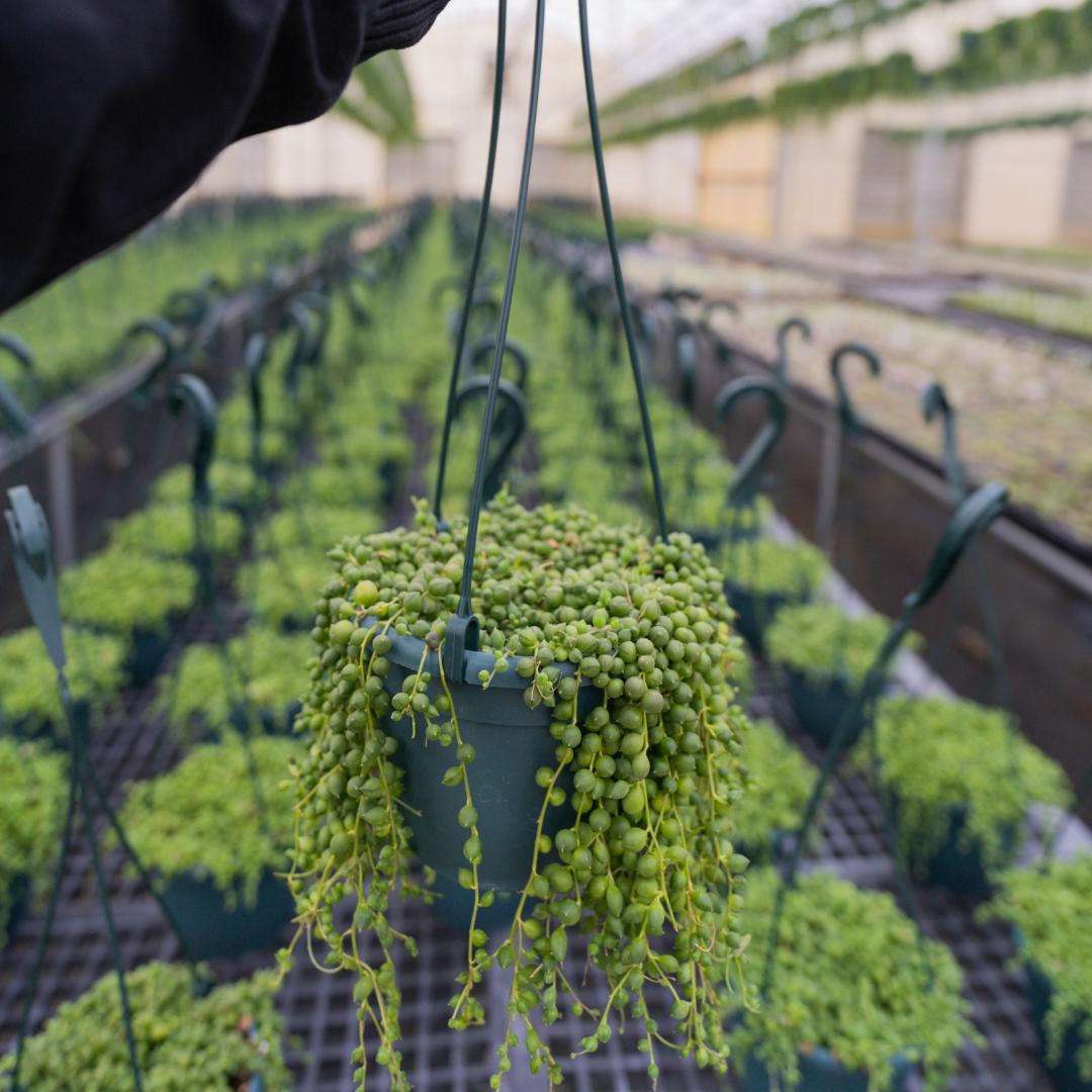 String of Pearls Hanging Basket - 6 inch