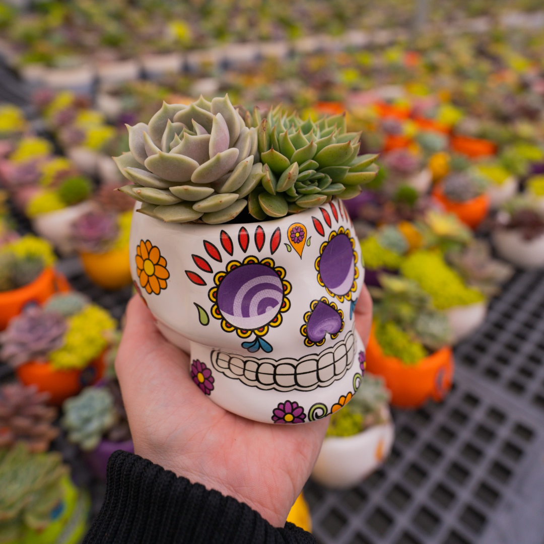 Skull Planters