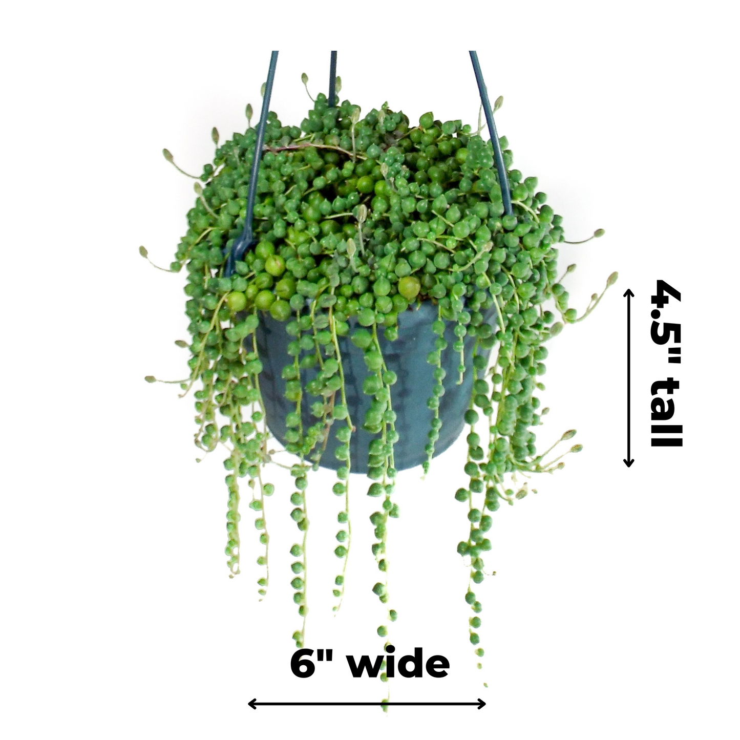 String of Pearls Hanging Basket - 6 inch
