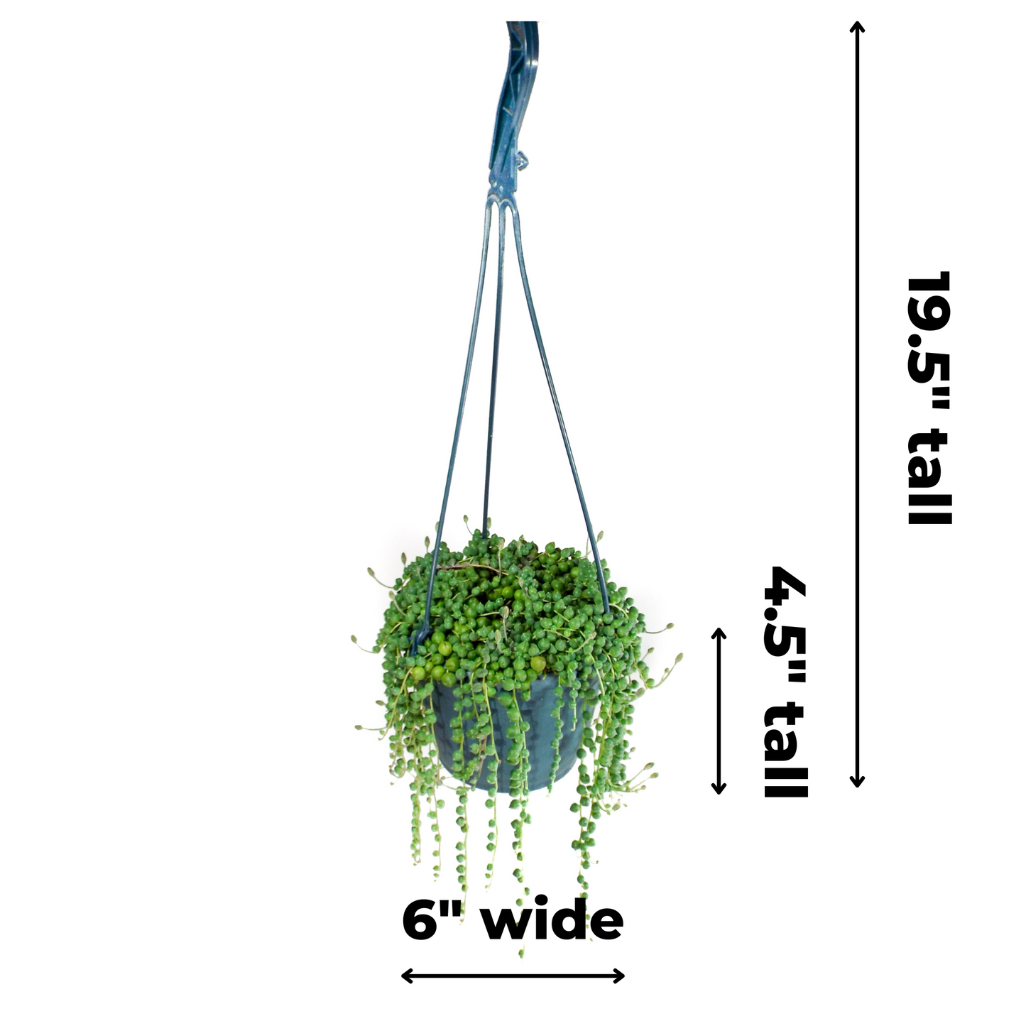 String of Pearls Hanging Basket - 6 inch