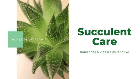 Succulent Care (Video)