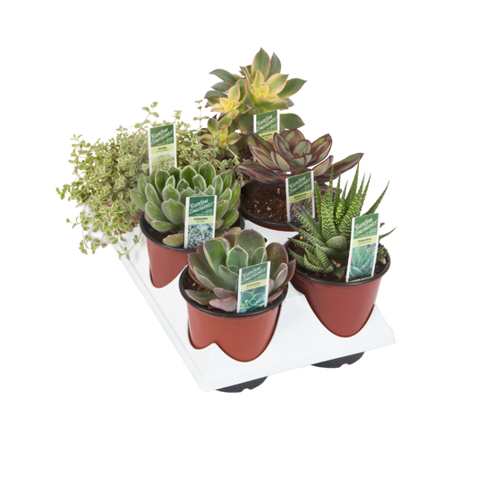 6 Pack - 3.5 inch Succulents