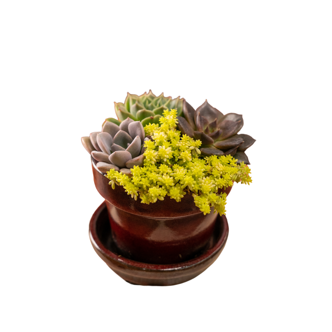 Flonal Pot Floral Pot 3-inch, 3-pack – plantedbypopes